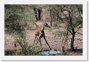 12SopaSerengeti - 09 * The Lodge maintains a small watering hole that draws animals in for a drink.